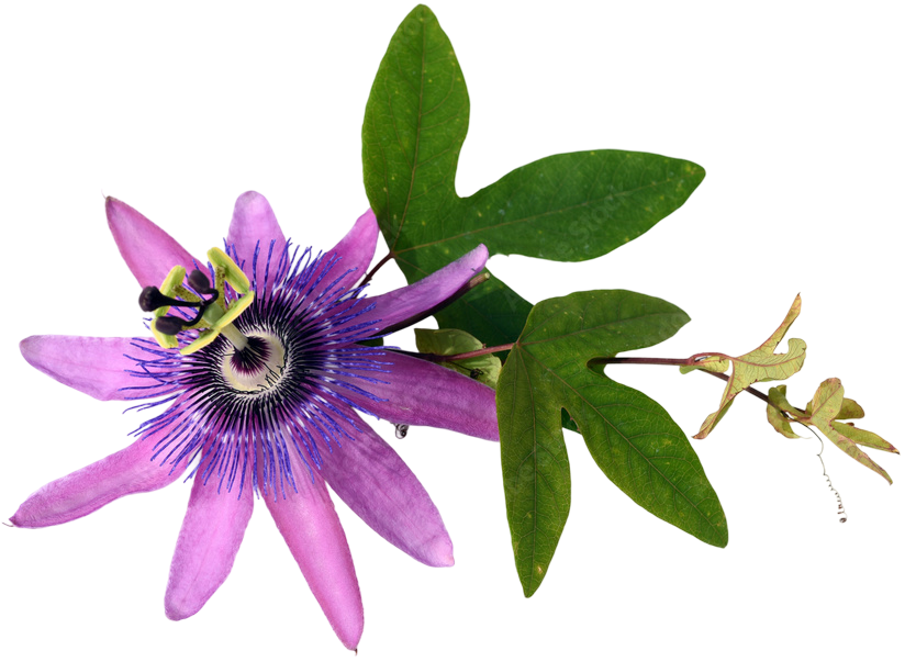 adobestock_169792690_preview_2.png